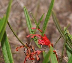Grevillea dimorpha