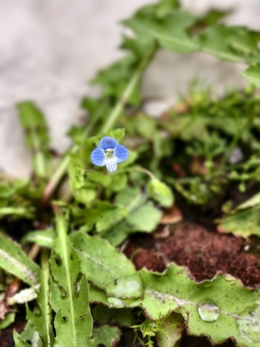bird's-eye speedwell
