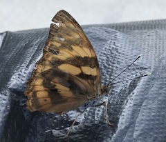 Herona marathus