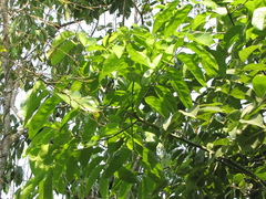 Ormosia macrocalyx