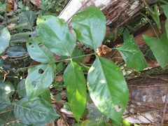 Ormosia macrocalyx