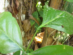 Ormosia macrocalyx