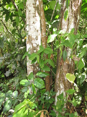 Ormosia macrocalyx