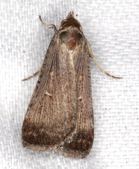 Tathorhynchus fallax