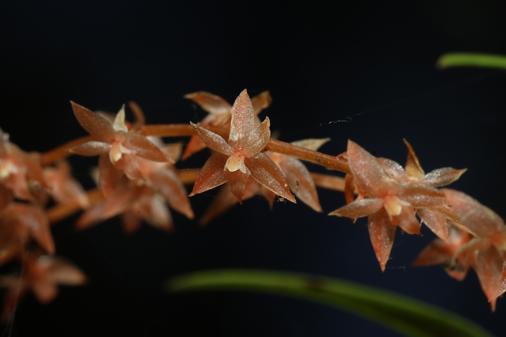 Dendrochilum joclemensii