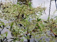 Paspalum repens