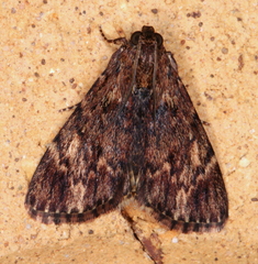 Salma cinerascens