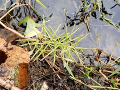 Paspalum repens