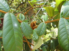 Ormosia velutina