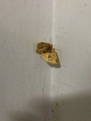 Perusia aurantiacaria