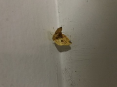 Perusia aurantiacaria