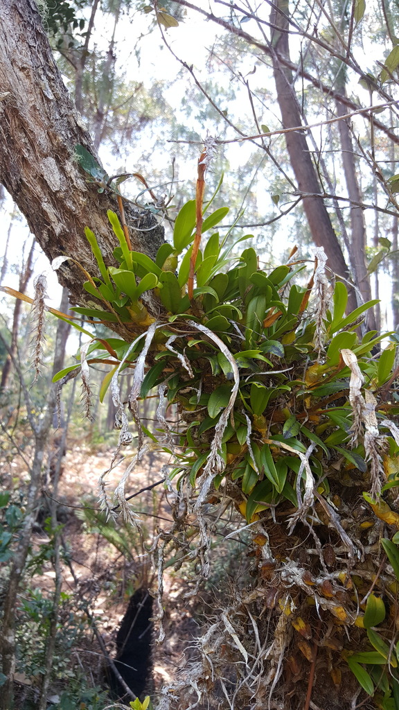 Bulbophyllum platypodum