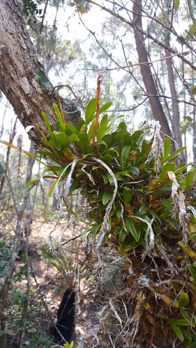 Bulbophyllum platypodum image