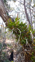 Image of Bulbophyllum platypodum