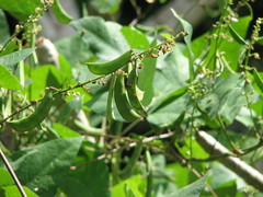 Phaseolus lunatus