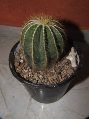 Parodia