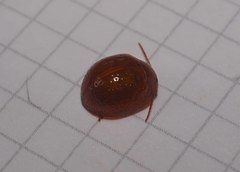 Dicranosterna semipunctata