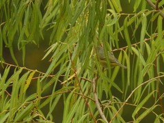 Leiothlypis ruficapilla