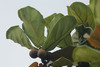 Fiddle-leaf Fig - Photo (c) Cerlin Ng, some rights reserved (CC BY-NC-SA)