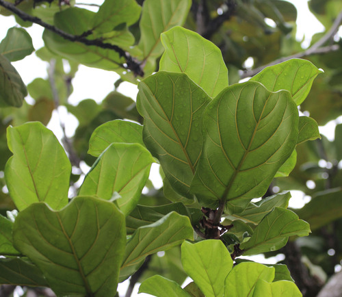 Ficus lyrata