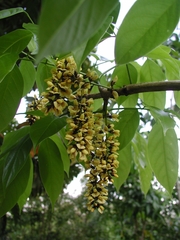 Platymiscium dimorphandrum