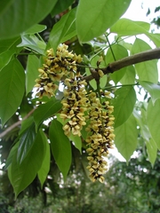 Platymiscium dimorphandrum