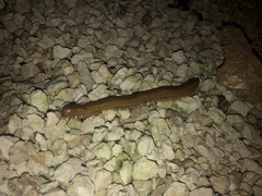 Orthoporus