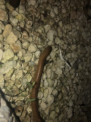 Orthoporus