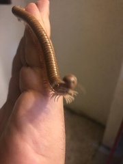 Orthoporus
