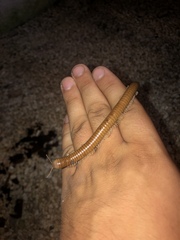 Orthoporus