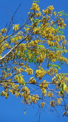 Platymiscium dimorphandrum
