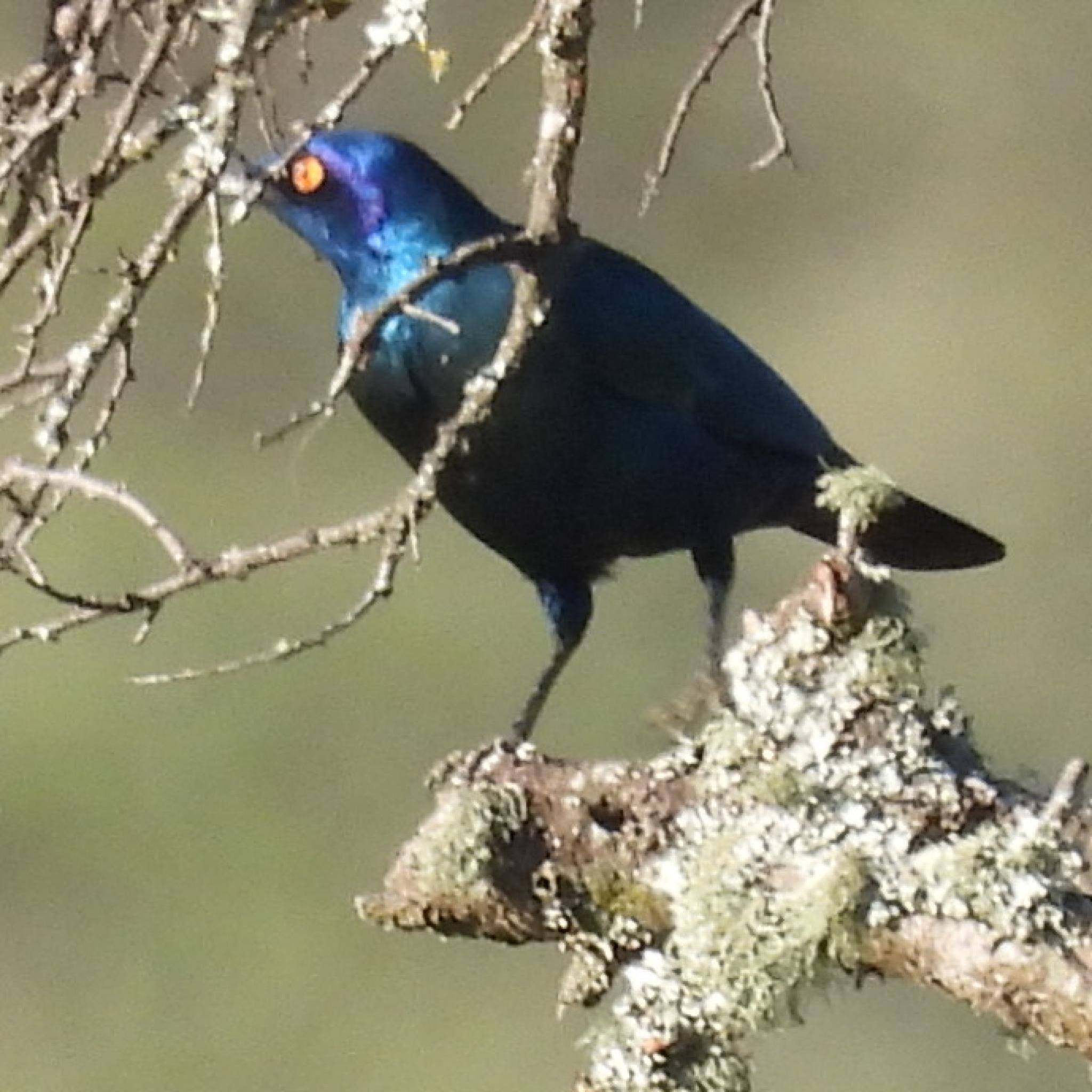 Black-bellied Starling illustration