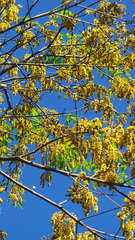 Platymiscium dimorphandrum