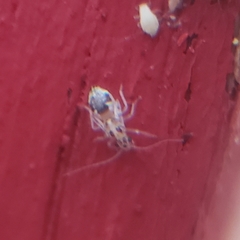 Graphopsocus cruciatus