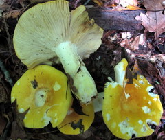 Russula ochroleucoides
