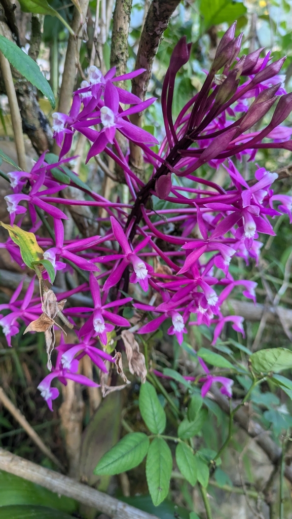 Epidendrum friderici-guilielmi
