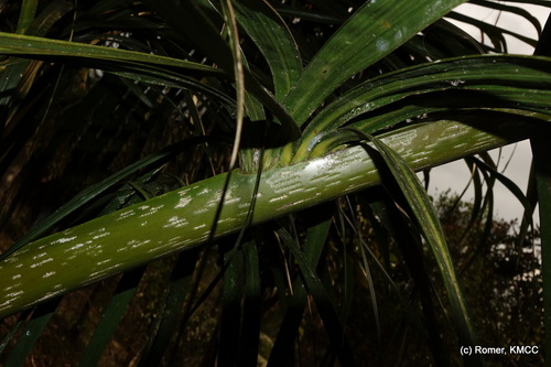 Dypsis mananjarensis image