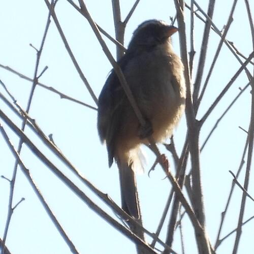 Streaky-headed Seedeater (Crithagra gularis), photo 10