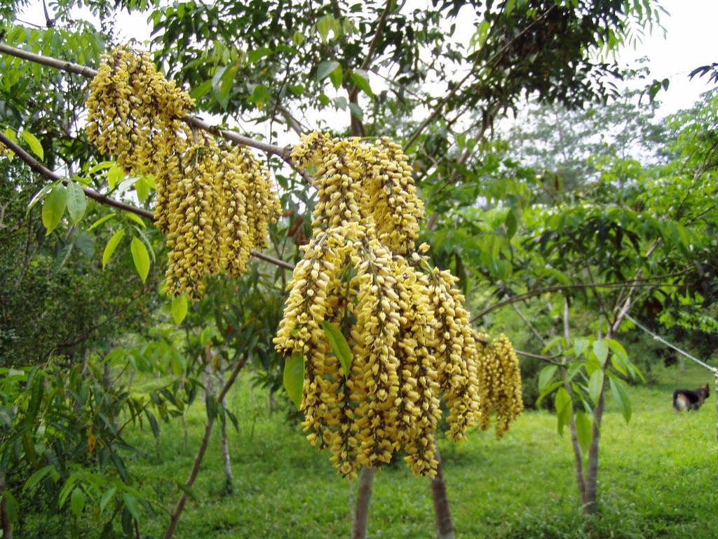 Platymiscium dimorphandrum