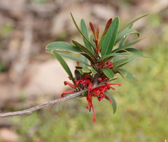 Grevillea dimorpha