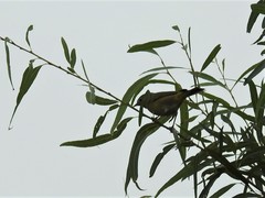 Leiothlypis ruficapilla