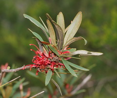 Grevillea dimorpha