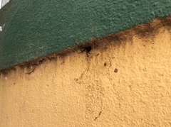 Latrodectus hesperus