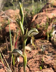 Pterostylis biseta