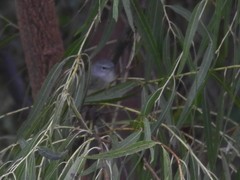 Leiothlypis ruficapilla