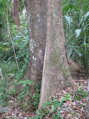 Pterocarpus rohrii