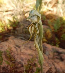 Pterostylis biseta