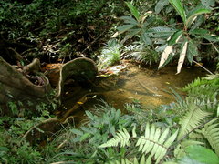 Pterocarpus officinalis