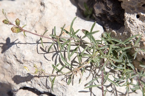 Antirrhinum siculum (Antirrhinum siculum)