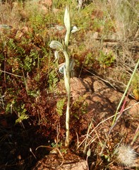 Pterostylis biseta